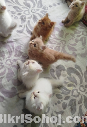 Persian Cat